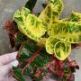 Codiaeum Chaturapak Pimarn