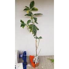 Цитрус Лимон "Варегатный Розовый Эврика Лимон" / Citrus limon 'Variegated Pink Eureka Lemon'