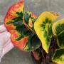 Codiaeum Chanthaboon