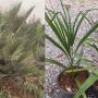 Levistona muelleri (Cairns fan Palm).