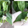 Jasminum decipiens.