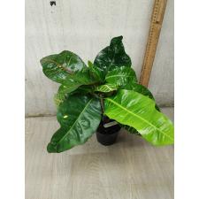 Codiaeum Tri Noosara 79 M