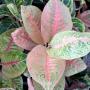 Aglaonema  Harry Queen A-97
