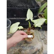 Syngonium Nguengi Laima (S) 471