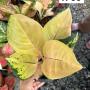 Aglaonema  Amazon  A-96