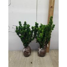 Ixora hybrid Hindu Rope 130