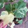 Hibiscus mutabilis variegated