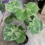 Broussonetia papyrifera variegata