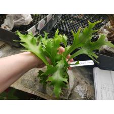 Polypodium 'Boyton Beach' Dwarf 593
