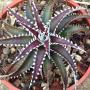 Dyckia (Arizona x Brittle Star)(F1).