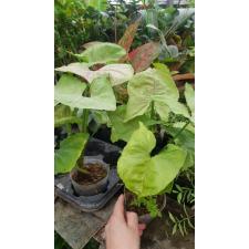 Syngonium RuBa Bears Roxanne  pot
