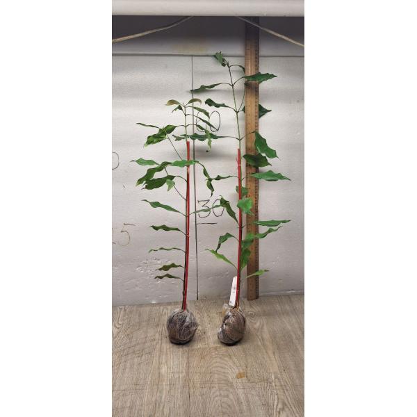 Syzygium aromaticum (Гвоздичное дерево)