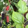 Morus alba (Mulberry)