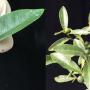 Fortunella hindsii Dwarf (Japan)