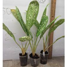 Аглаонема Пет ра Ча. / Aglaonema Pet ra cha A-120