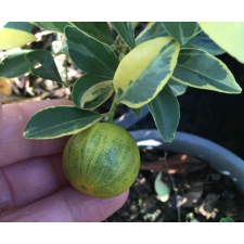 Цитрус мадуренсус варегатный / Citrus madurensis variegata 27