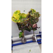 Codiaeum Phaya Petch mart 70 april