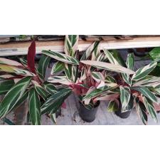 Stromanthe Sa Triostar 12 cm pot
