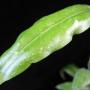 Hoya sp.621 Sabah GPS 7950              621