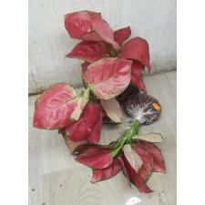 Aglaonema Super Red A-39