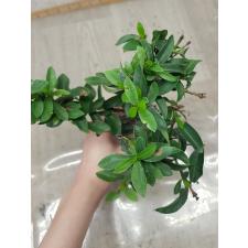 Ixora sp.(T15) white flower 245