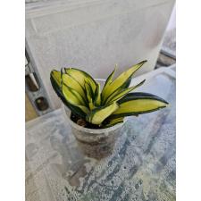 Sansevieria hahnii Solid Gold Д