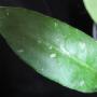 Hoya sp.629             629