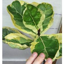 Фикус лирата варегатная / Ficus lyrata variegata