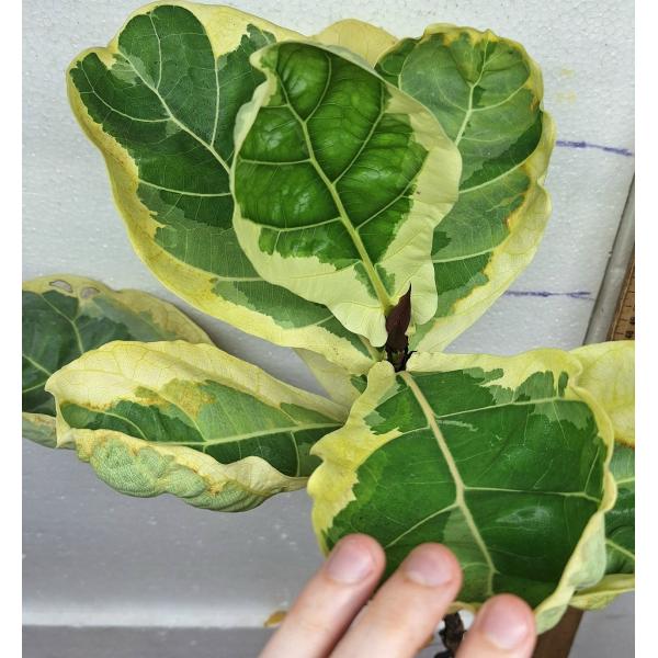 Фикус лирата варегатная / Ficus lyrata variegata