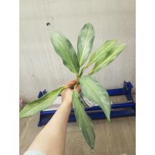 Aglaonema P-22 Sirikanchana
