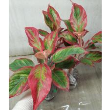 Aglaonema Rich no.2 A-63