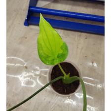 AAlocasia cucullata gold variegated s 850р