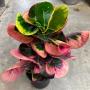 Codiaeum Daeng Mongkol