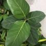Ficus sp.(T37) Sri Lanka.