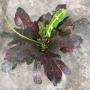 Codiaeum Tri Red Spot.