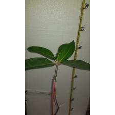 Syzygium samarangense 'Pride of Bangsaphan 623