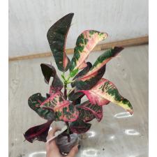 Codiaeum Khun Chang Kin Leang 106-107