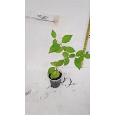 Thunbergia erecta (purple) pot