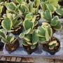 Hoya kerrii var.albo-marginata                          128