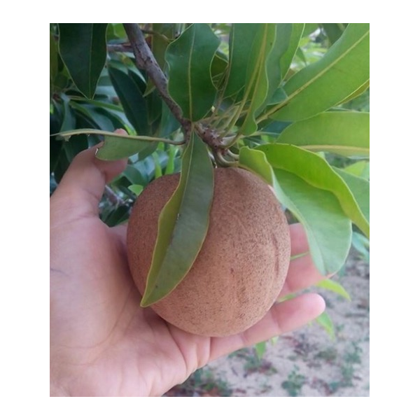 Манилкара запота "Гиганский фрукт" / Manilkara zapota 'Giant fruit' 176