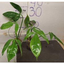 Филодендрон Трипартитум / philodendron tripartitum