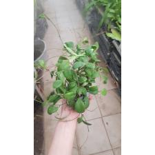 Hoya brevialata 'Splash'(#948) mart 4500р