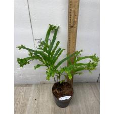 Drynaria sp. Crested Philippines.