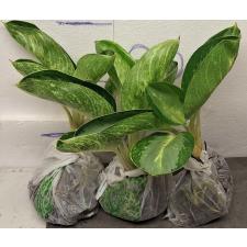 Аглаонема Банана Крупный Круглый. / Aglaonema Banana wealthy round A-79