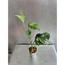Epipremnum pinnatum (white variegated)
