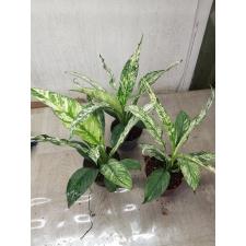 Spathiphyllum - variegata sp
