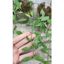 Dischidia pectenoide