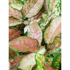 Aglaonema Valentine