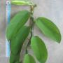 Rhaphidophora sp.(wax leaf) Thailand