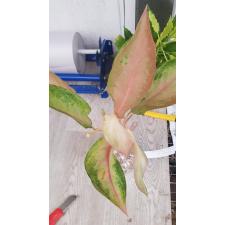 Aglaonema sp. ‘Amon Rattanakosin’  900р